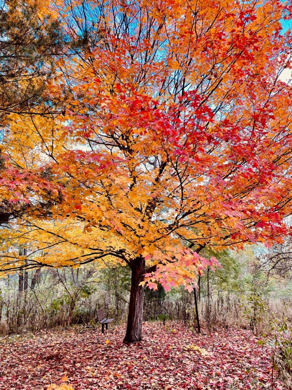 Fall-Tree-and-Bench-Photo-by-Maureen-Slaven Vibrant autumn tree with red, orange, and yellow leaves, fallen leaves covering the ground, and a wooden bench visible.